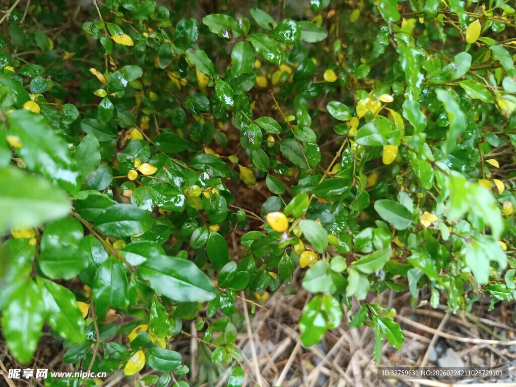 绿叶间的黄色小果实