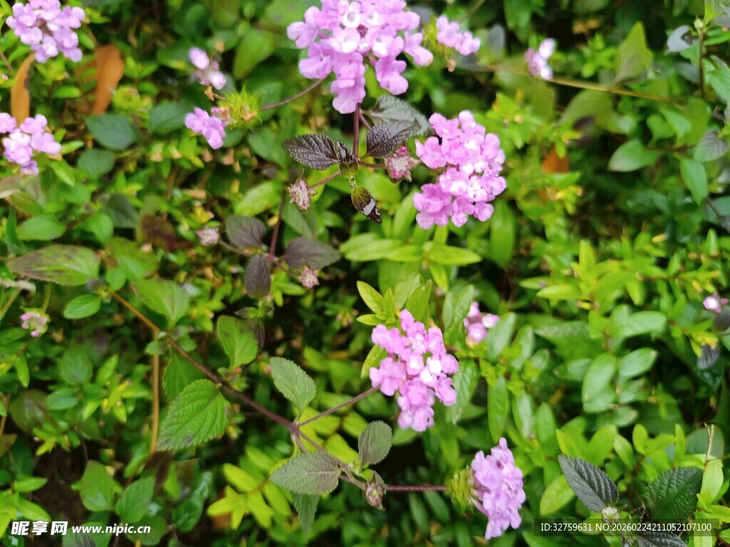 绽放的粉色小花与绿叶