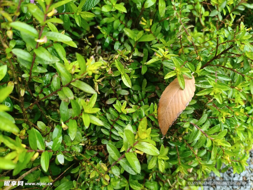 绿叶丛中的棕色物体