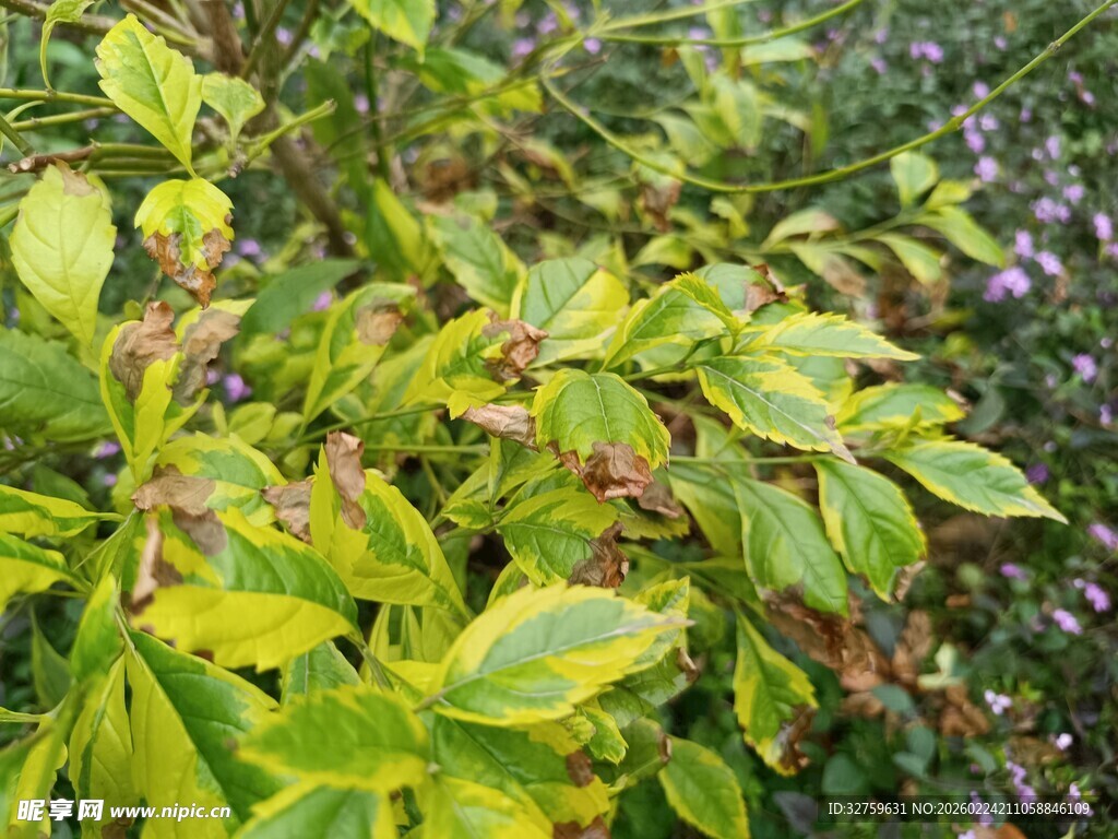 黄绿相间的繁茂植物