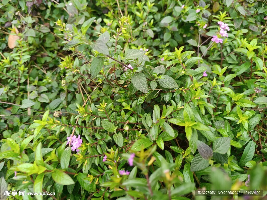 繁茂绿植中的零星紫花