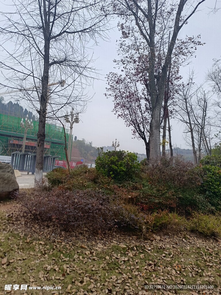 户外萧瑟的树木与植被景观