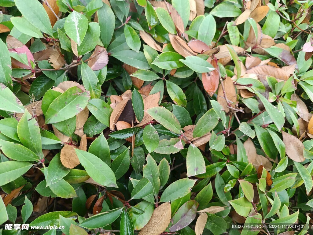 绿叶间带红的植物景象