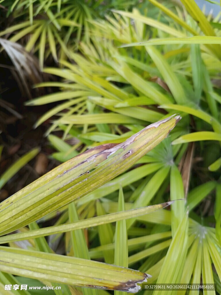 翠绿细长的植物叶片