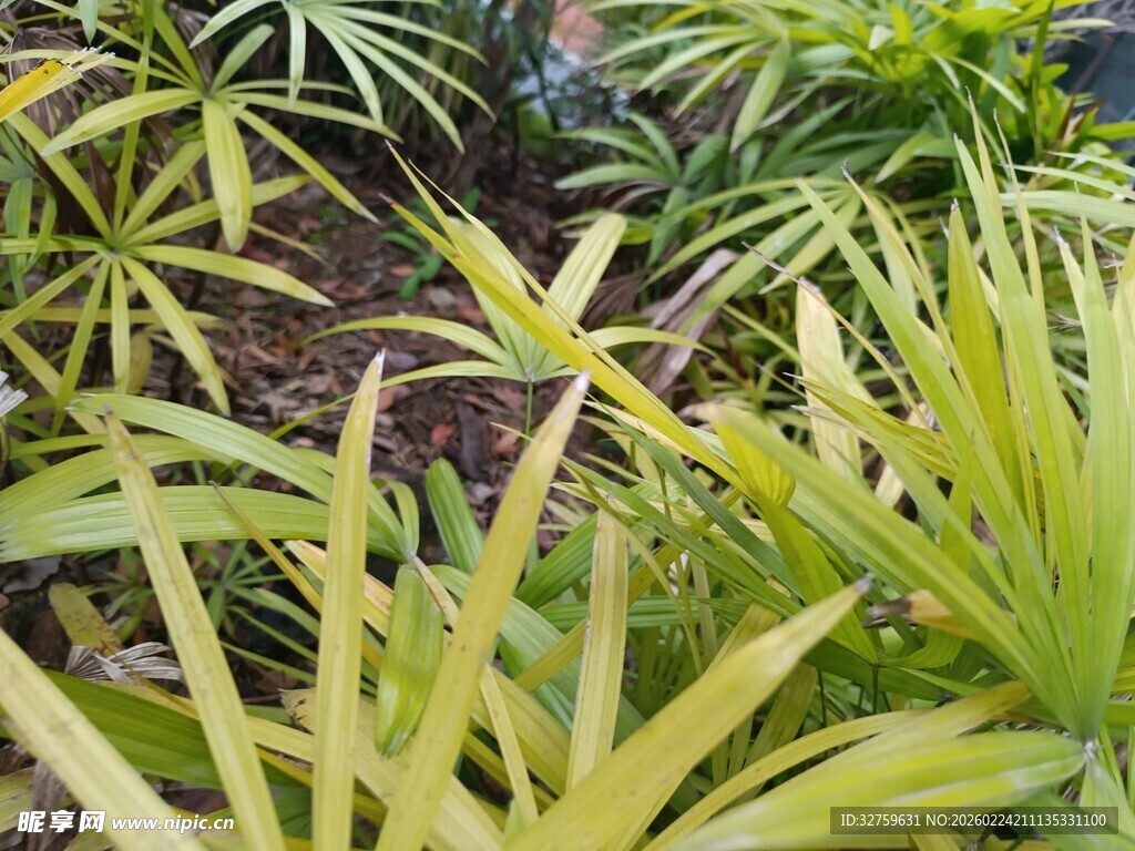 黄绿相间的热带观叶植物