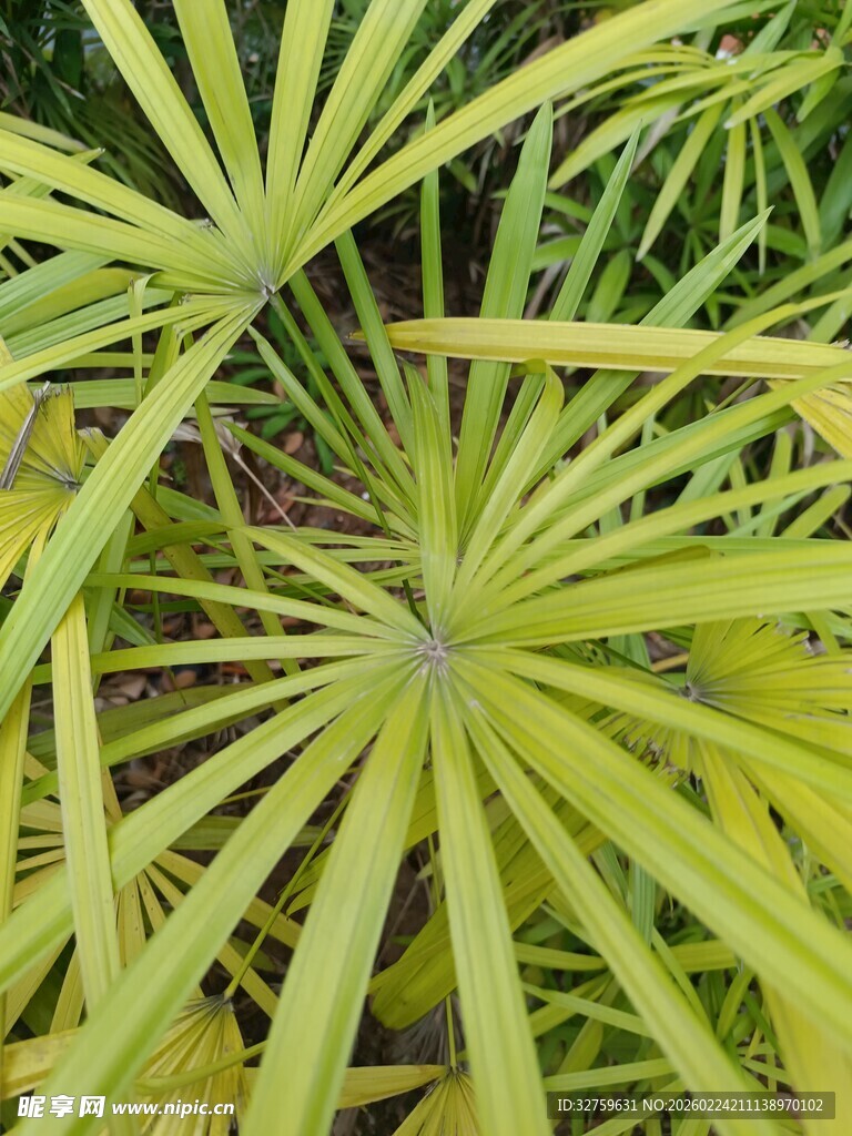 翠绿扇形叶片植物特写