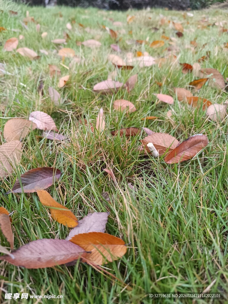 草地上的缤纷落叶