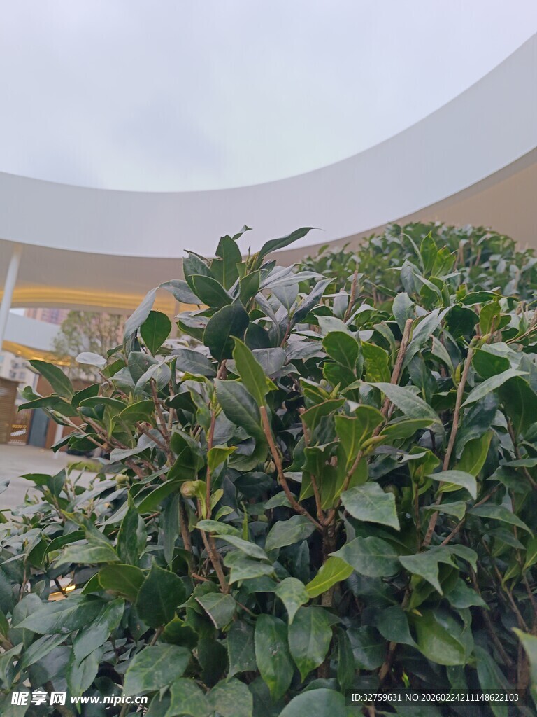 繁茂绿植景观