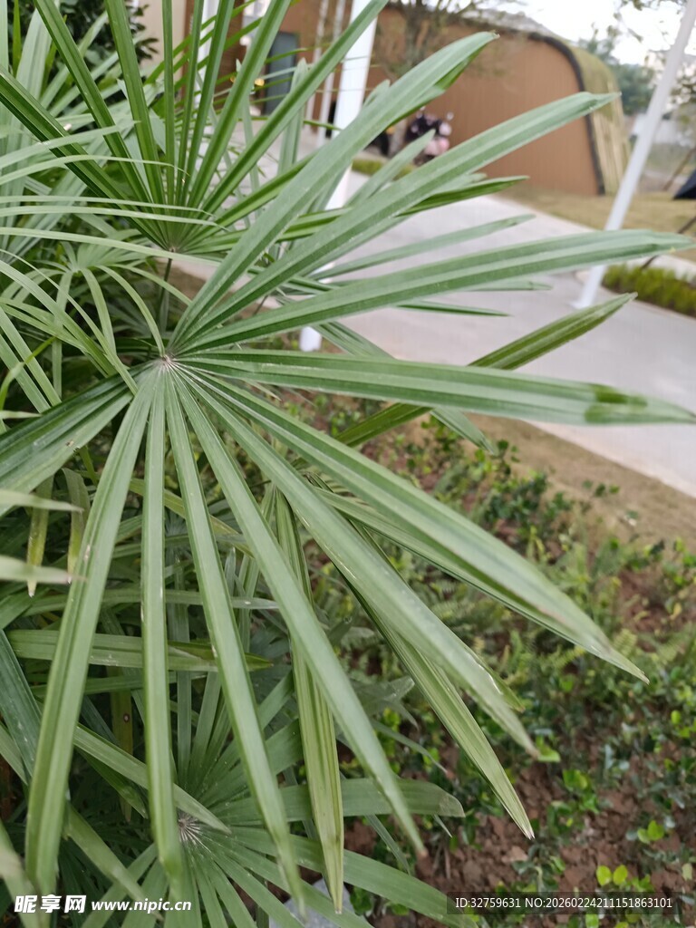 翠绿蒲葵叶片特写