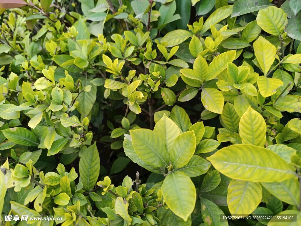 翠绿繁茂的植物叶片
