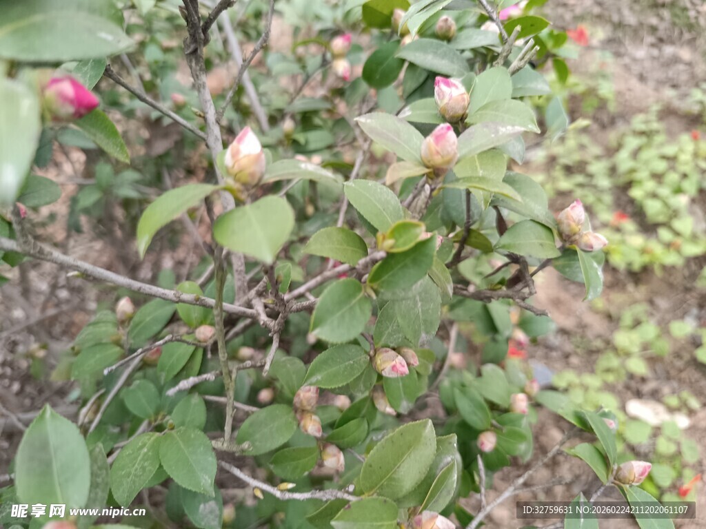 枝头繁花绿叶的植物景象