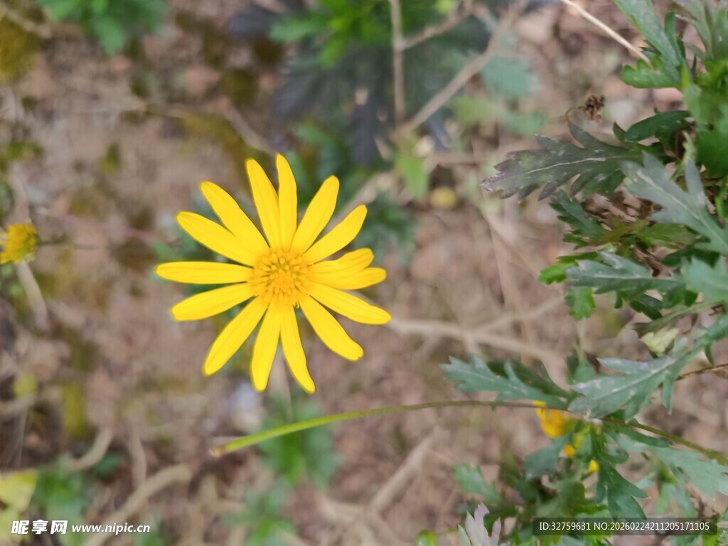 黄色小花绽放于草丛中
