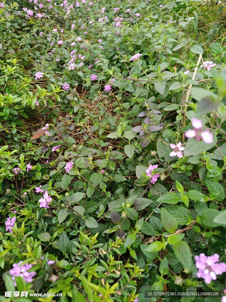 繁茂花丛中的粉紫小花