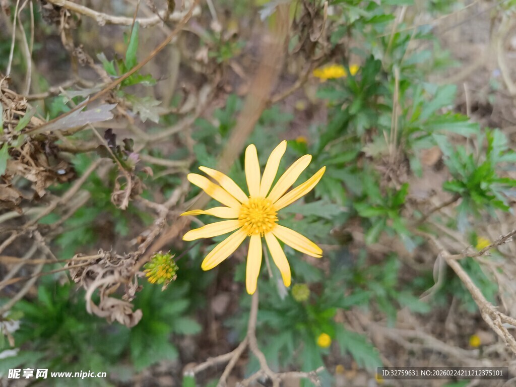 荒野中的黄色小花