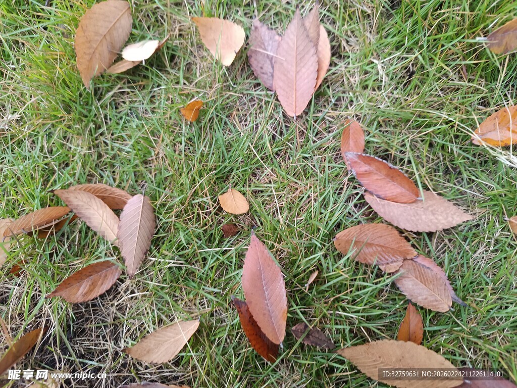 草地上的散落秋叶