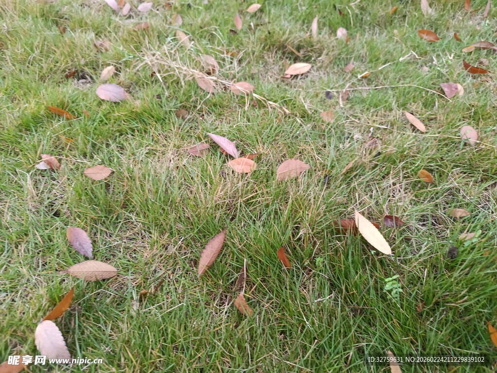 草地上散落的多彩树叶