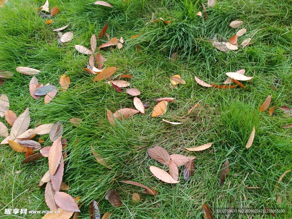 草地上的散落秋叶