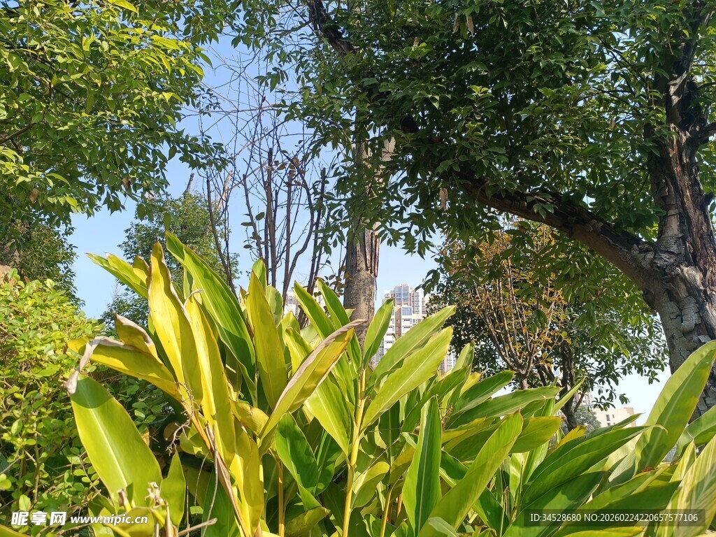 阳光下的葱郁绿植