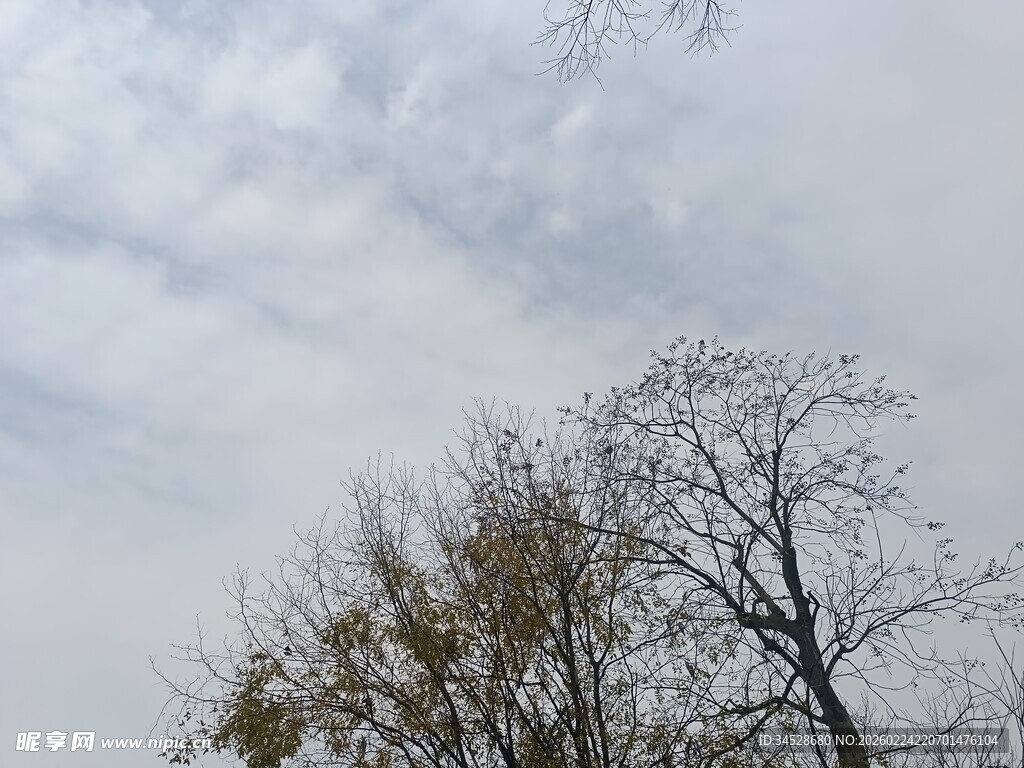 天空下的树木景象