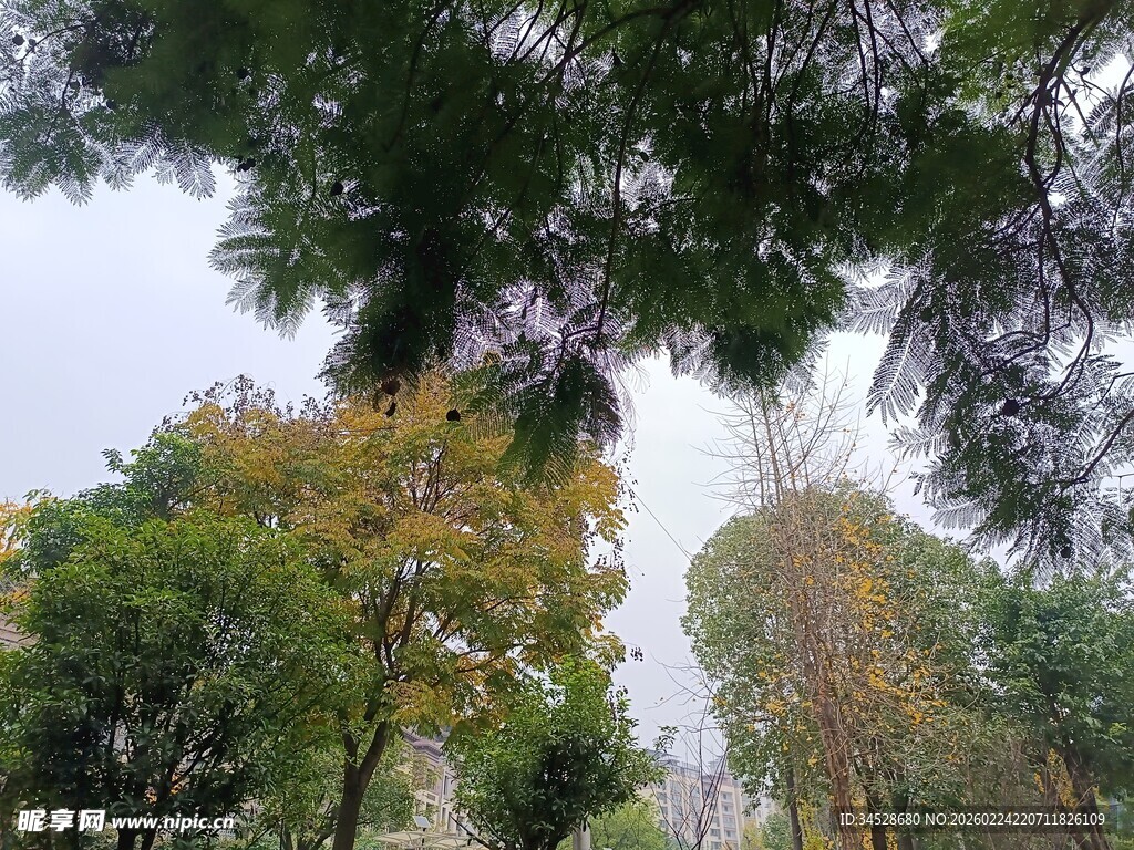 林间树木葱郁的自然景致