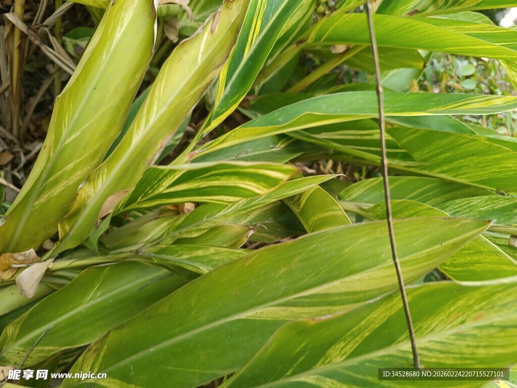 翠绿植物叶片特写画面