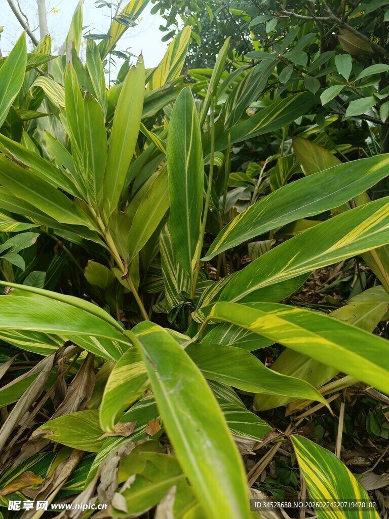 翠绿斑斓的热带叶片植物