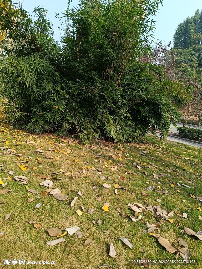 秋日草地旁的葱郁竹林