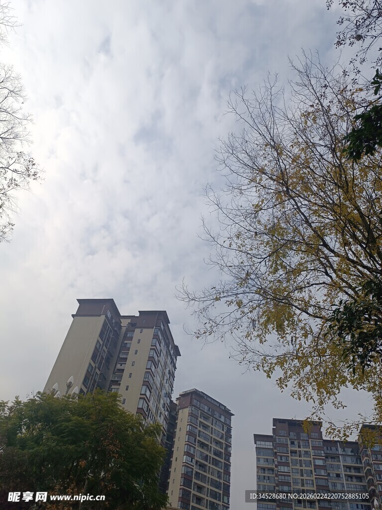 城市高楼与树木景观