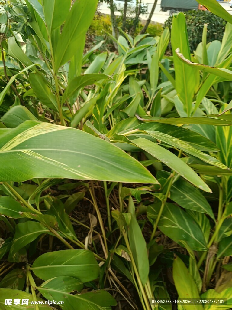 翠绿繁茂的热带观叶植物