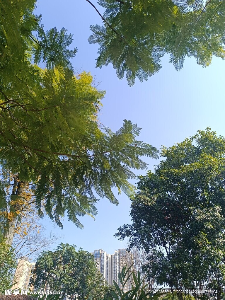 仰视葱郁树冠与晴朗天空