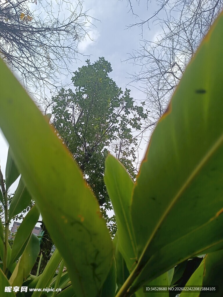 绿叶间的天空景象