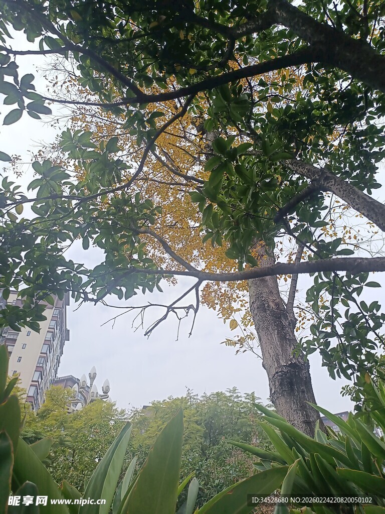 繁茂大树下的自然景致