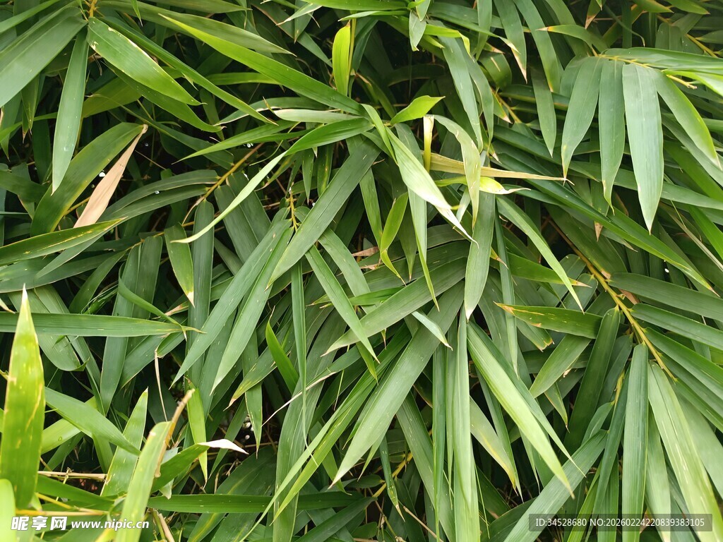 翠绿竹叶特写