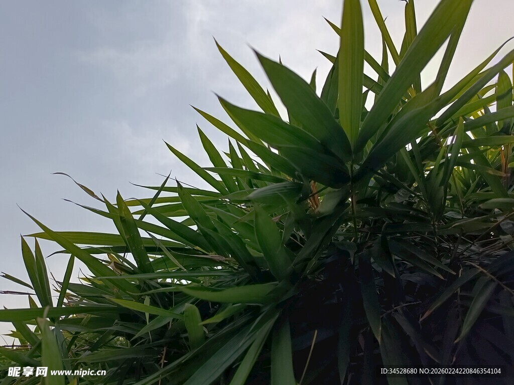 翠绿植物仰拍景象