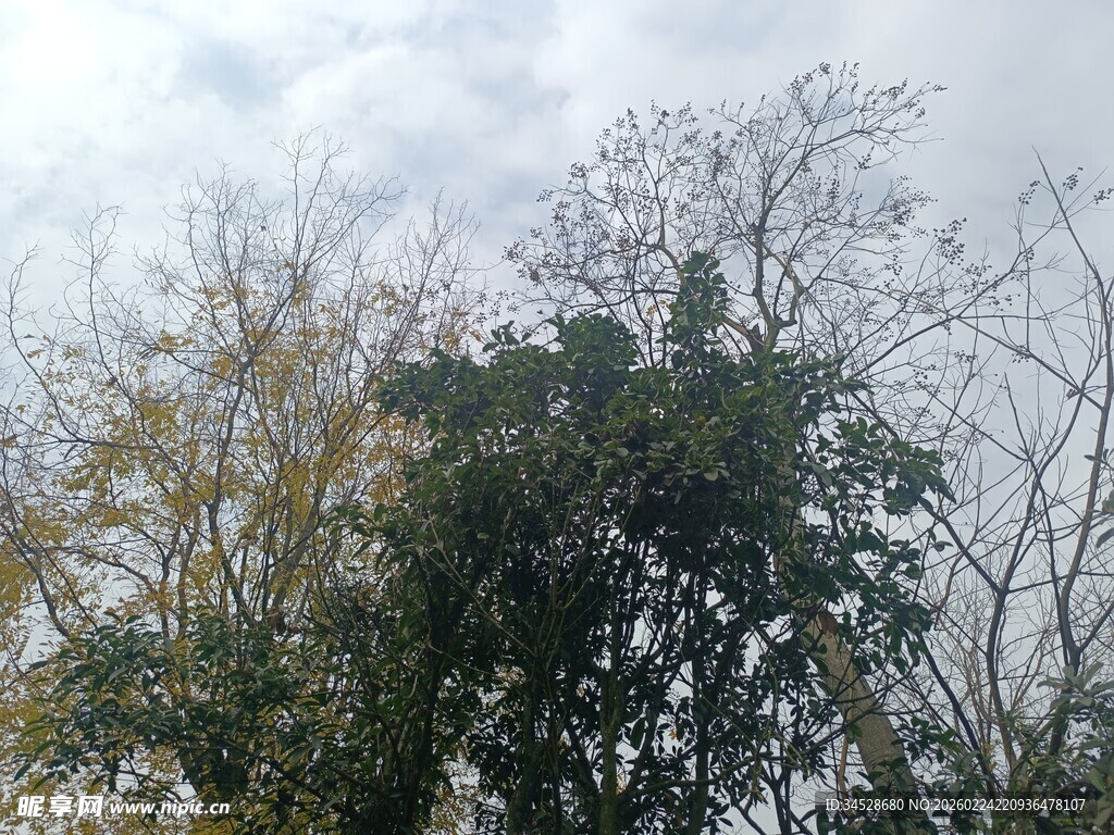 户外树木与天空景象