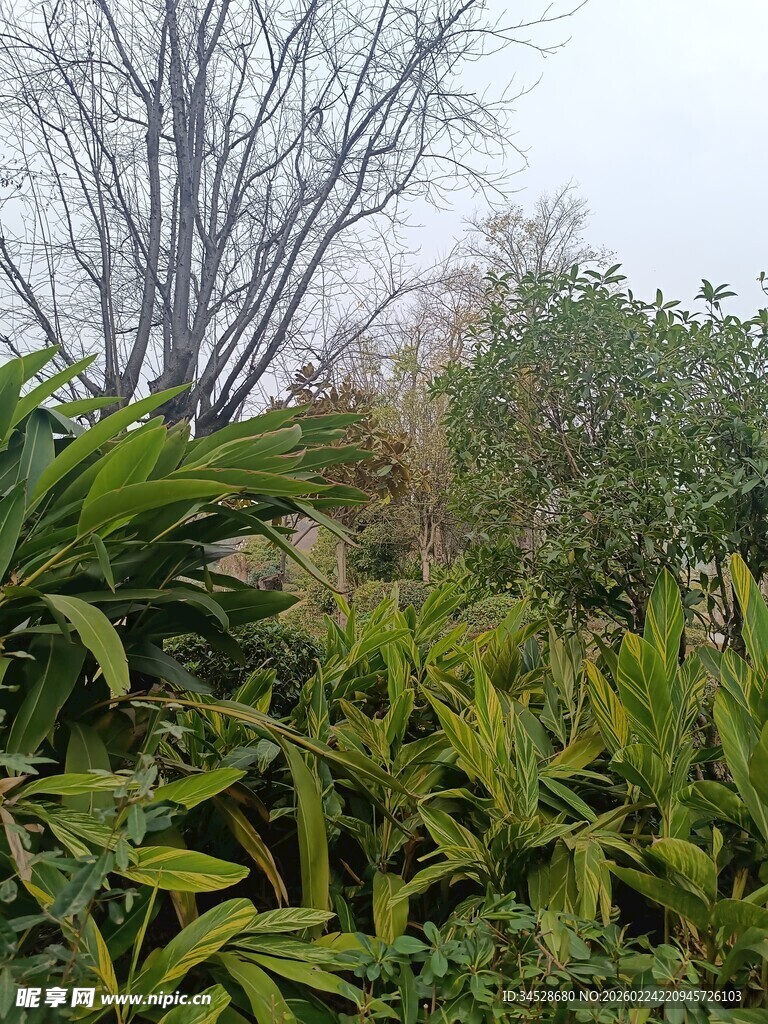 绿意盎然的户外植物景观