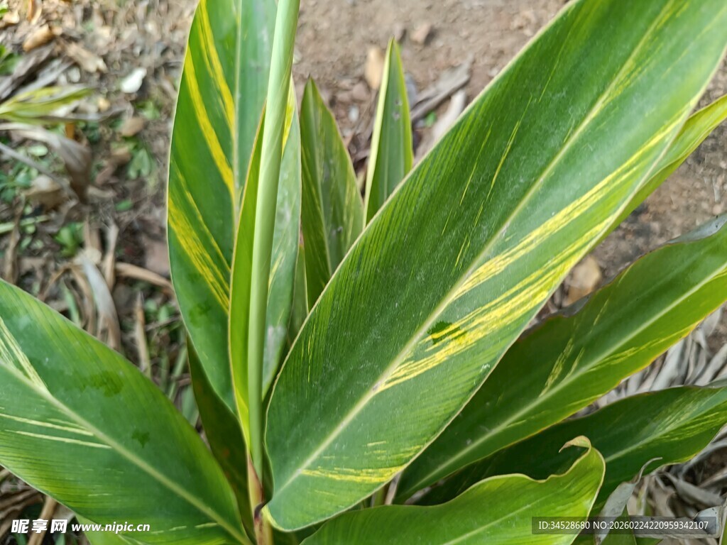 翠绿斑斓的热带植物叶片