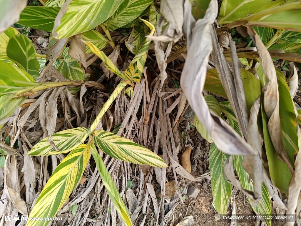 翠绿植物的根茎细节
