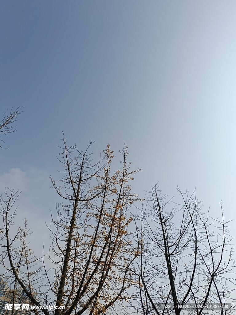 冬日枯树蓝天景象