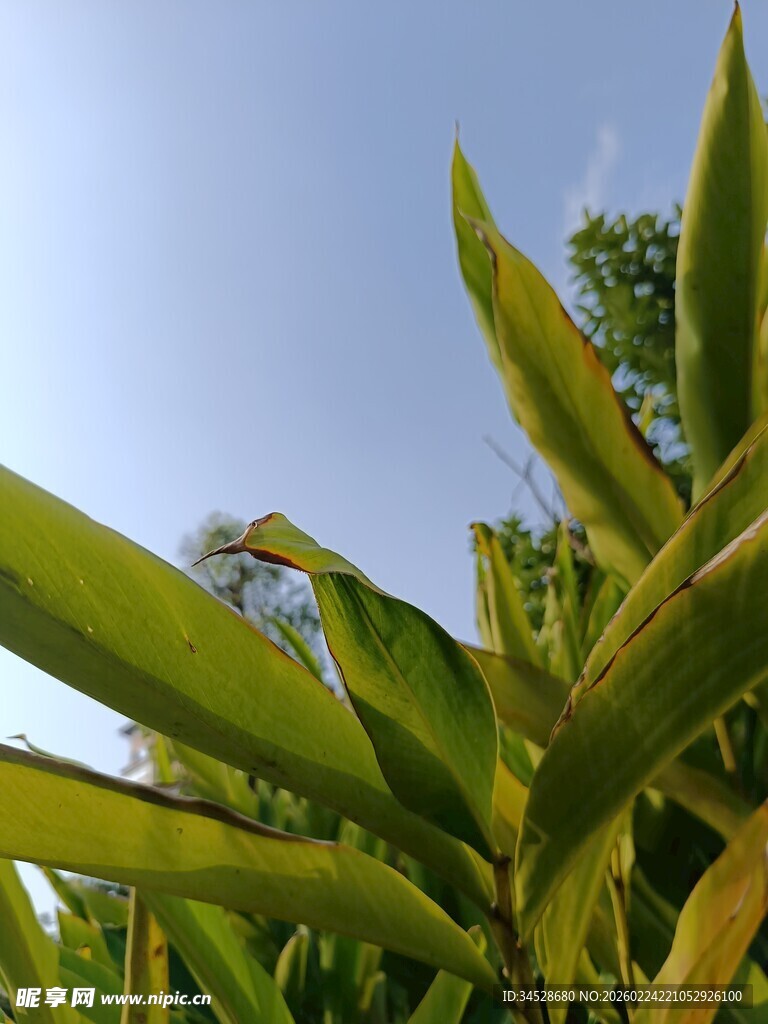 阳光下的翠绿竹叶