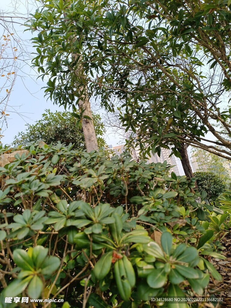 山林繁茂绿植景观