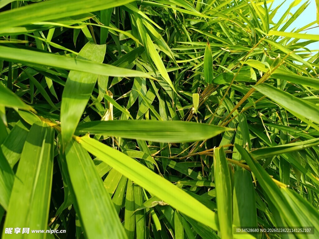 翠绿竹叶 
