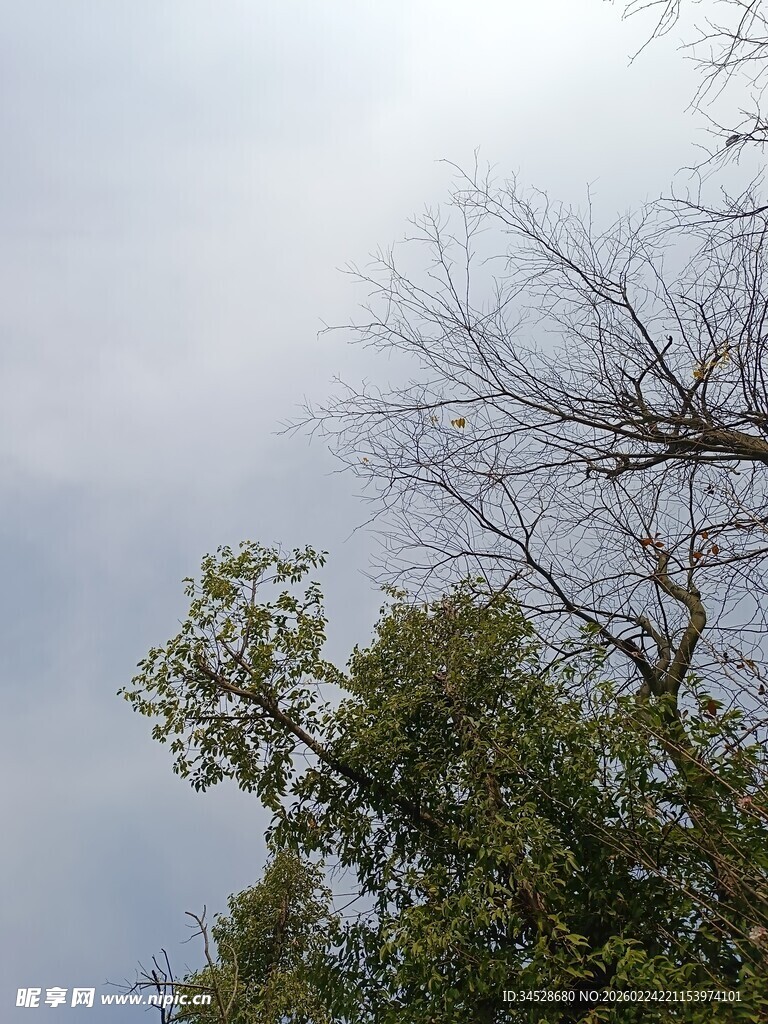 枝头枯荣对比的自然景象