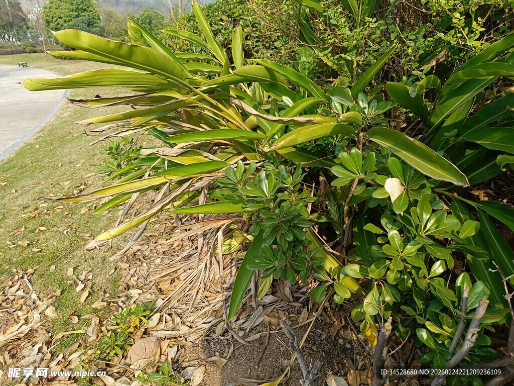 路边翠绿茂盛的绿植
