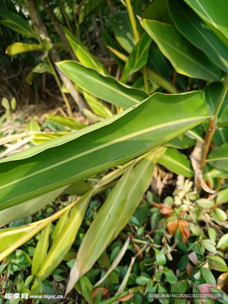 翠绿竹叶与繁茂植物景观