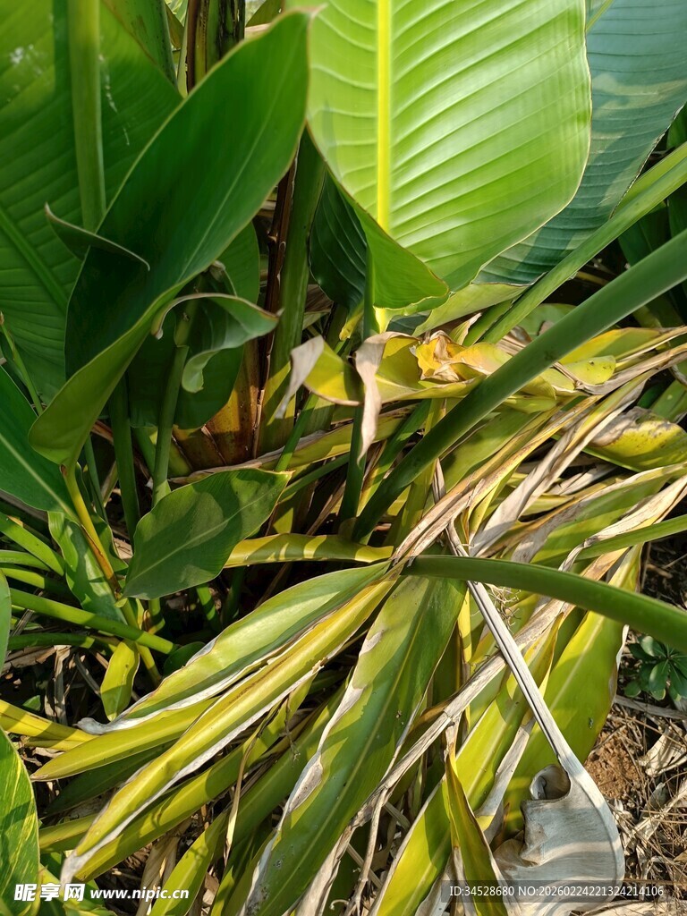 热带植物叶片特写