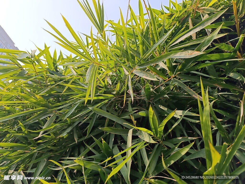 翠绿丛生的蓬勃青草