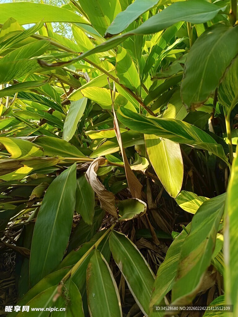 阳光下的翠绿植物