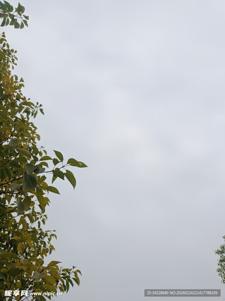 枝叶映衬下的灰白天空