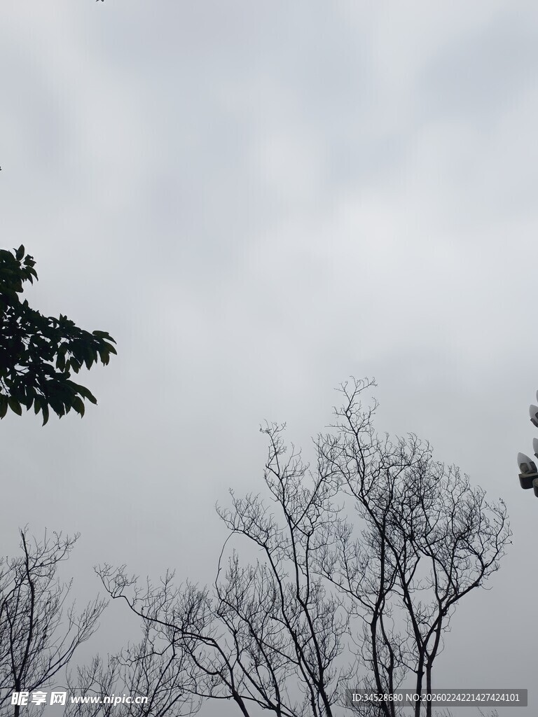 阴天里的树木与天空